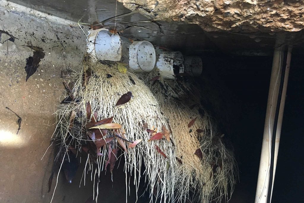 Tree-roots-in-rainwater-tank-low