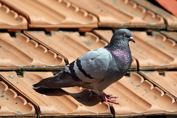 unsafe_pigeon_filtatank-low