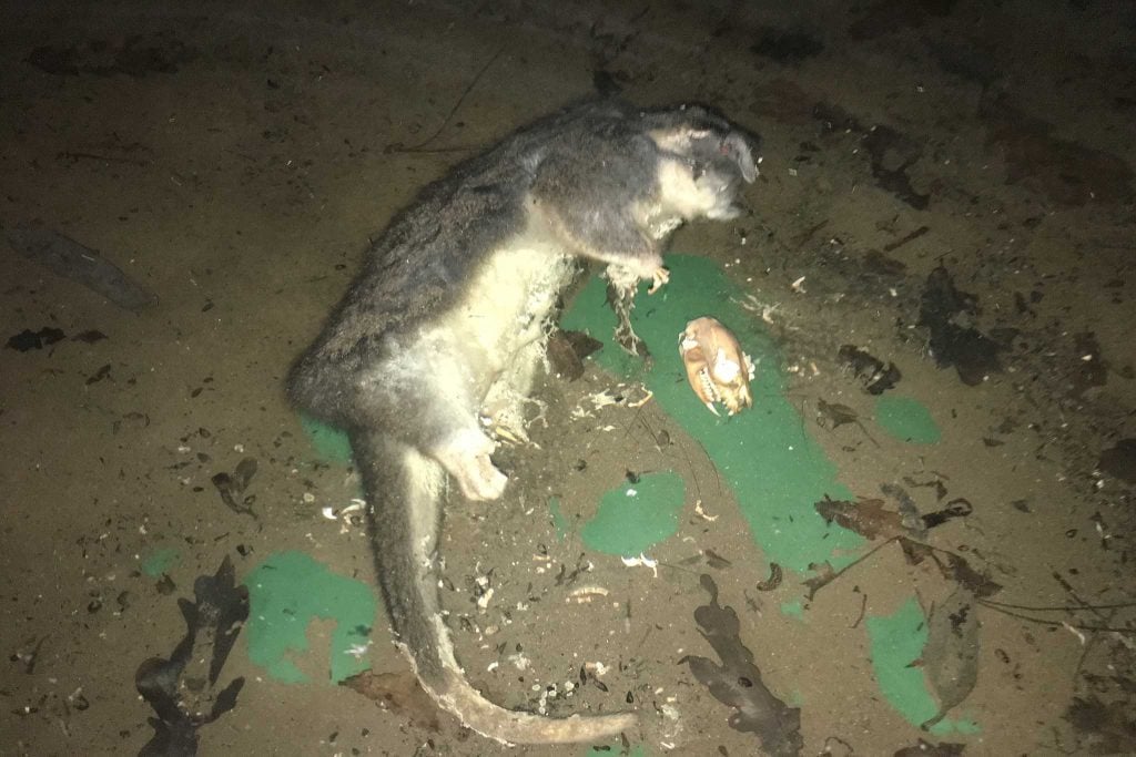 Dead-Possum